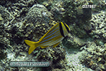 Porkfish (Anisotremus virginicus)